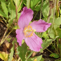 Meconopsis 'Ascreavie'